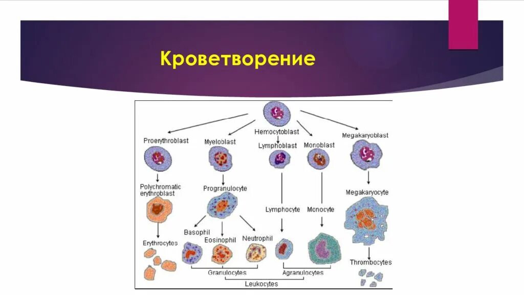 Схема гемопоэза человека. Система кроветворения схема. Гемопоэз строение. Что такое кроветворение у взрослого человека.