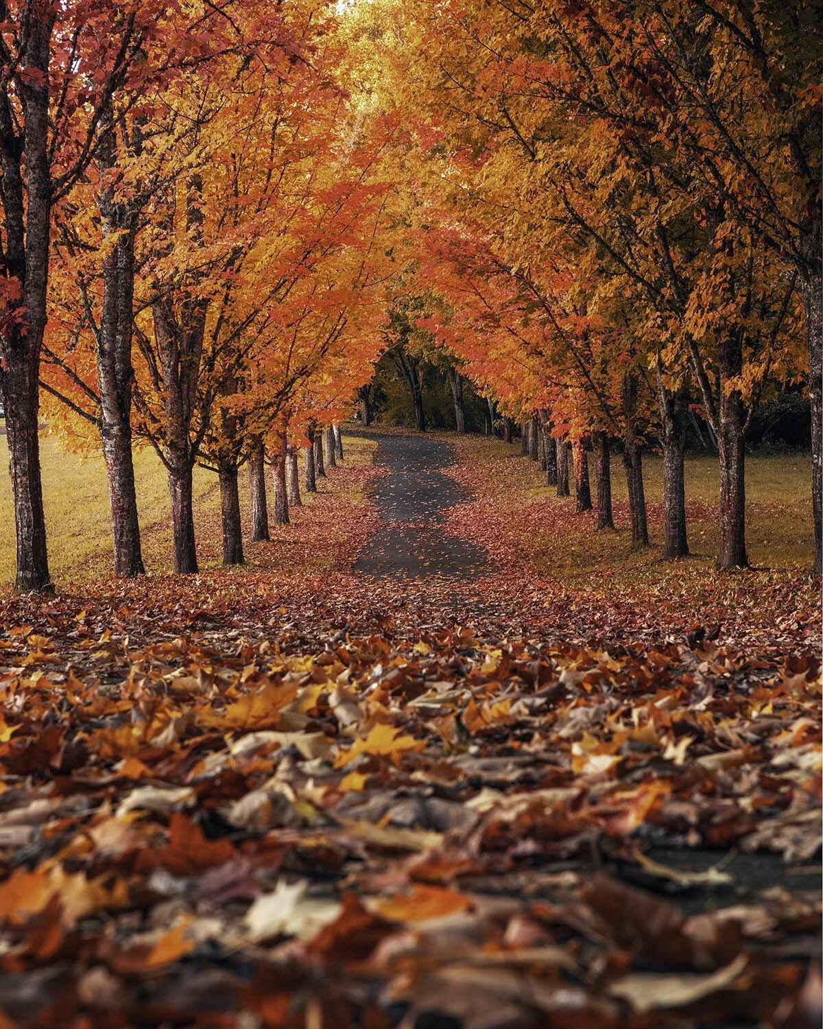 Осень. Осенняя пора. Золотая осень. Фотографии осени.