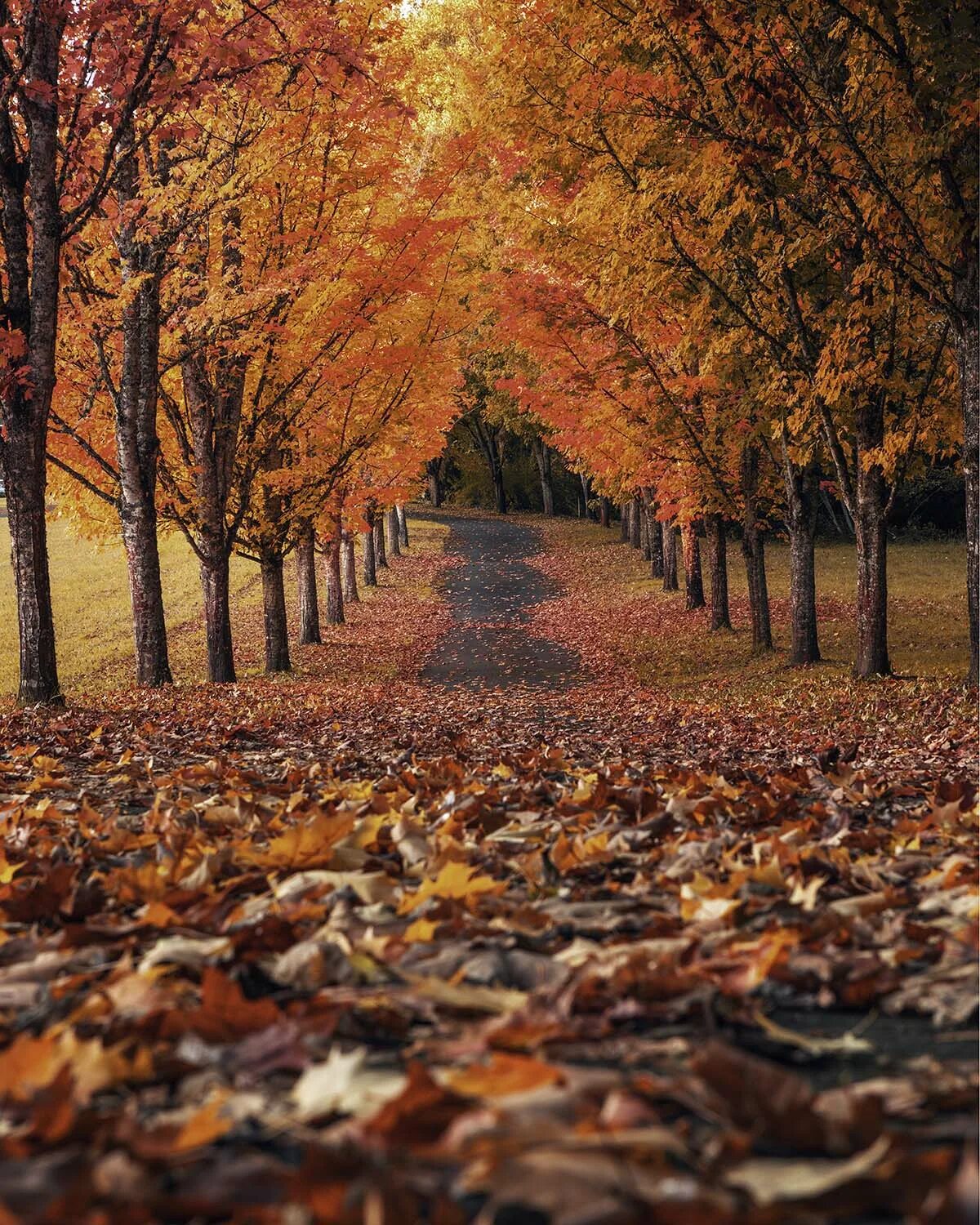 Fall scenes. Осень. Осенняя пора. Золотая осень. Фотографии осени.