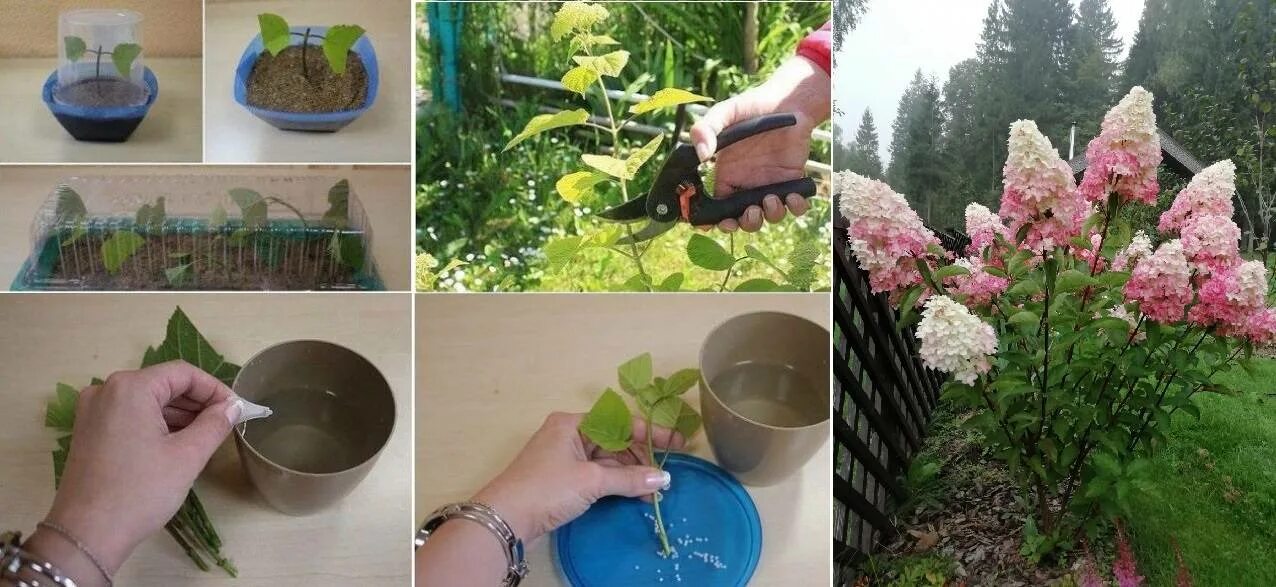 Размножение гортензии черенками летом самый простой. Черенки метельчатой гортензии. отводок метельчатой гортензии.