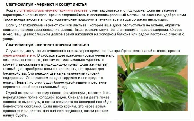 Почему сохнут листья у цветов. Спатифиллум сохнут кончики листьев. у спатифиллума желтеют листья. спатифиллум подсыхают кончики листьев. спатифиллум желтеют листья и чернеют кончики листьев.