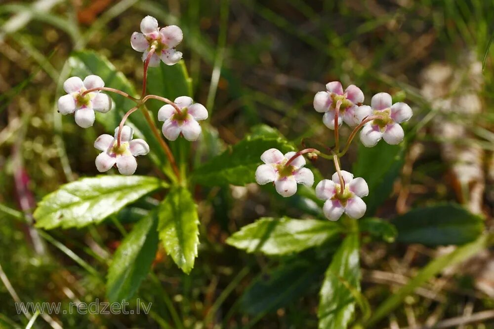 зимолюбка лечебные. Barton. зимолюбка зонтичная chimaphila umbellata (l. ) w. Chimaphila umbellata зимолюбка зонтичная.