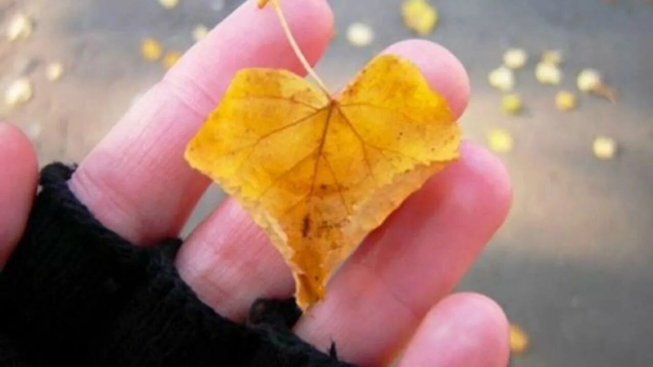 Было просто бесценно. Сердце из листьев. Осенний листок в виде сердца. Осеннее сердечко в руках. Мотиваторы про любовь.
