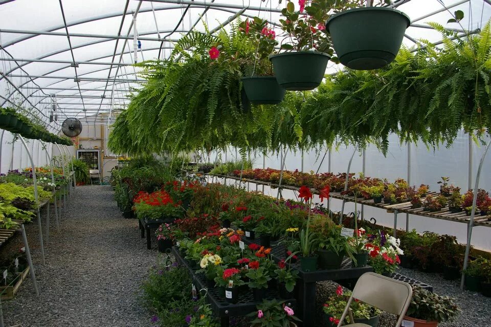 Plant Nursery. Plant Quarantine Nursery. Name Plant Nursery. Www plants