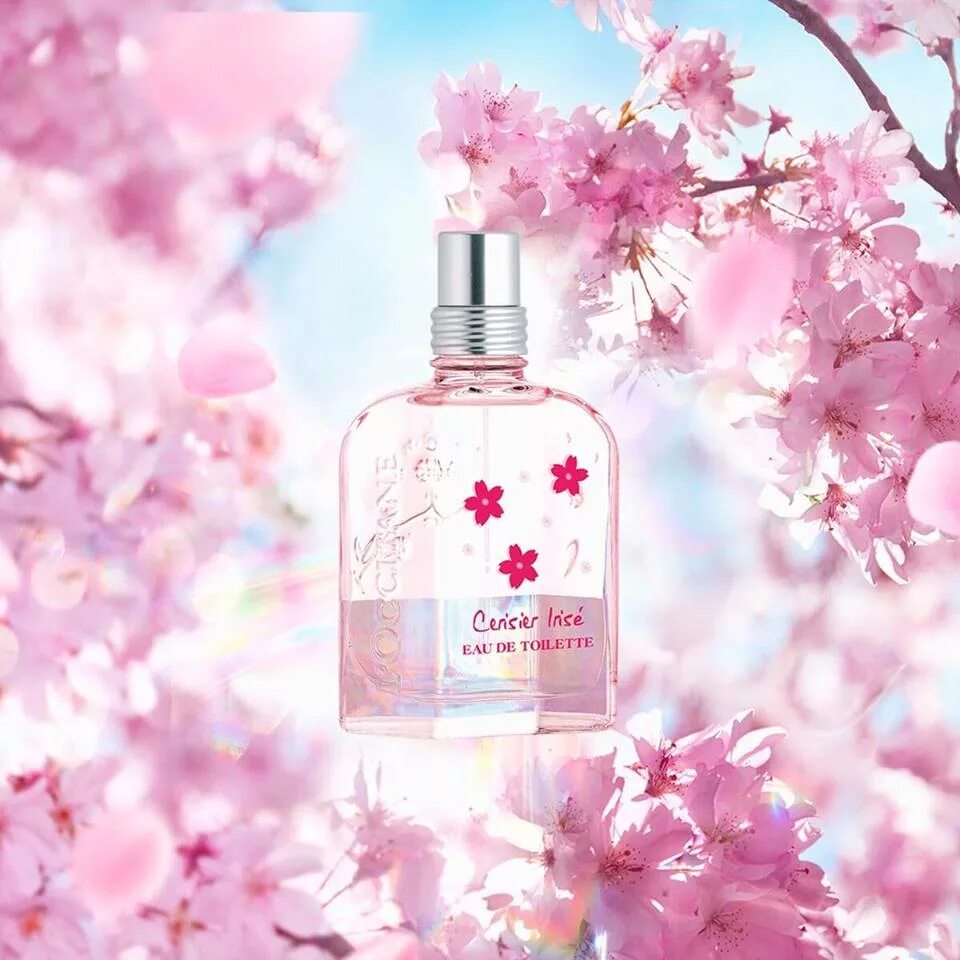 L'Occitane Cherry Blossom. Cherry Blossom l'Occitane en Provence. Черри блоссом аромат. Духи loccitane Сакура. Духи cherry blossom