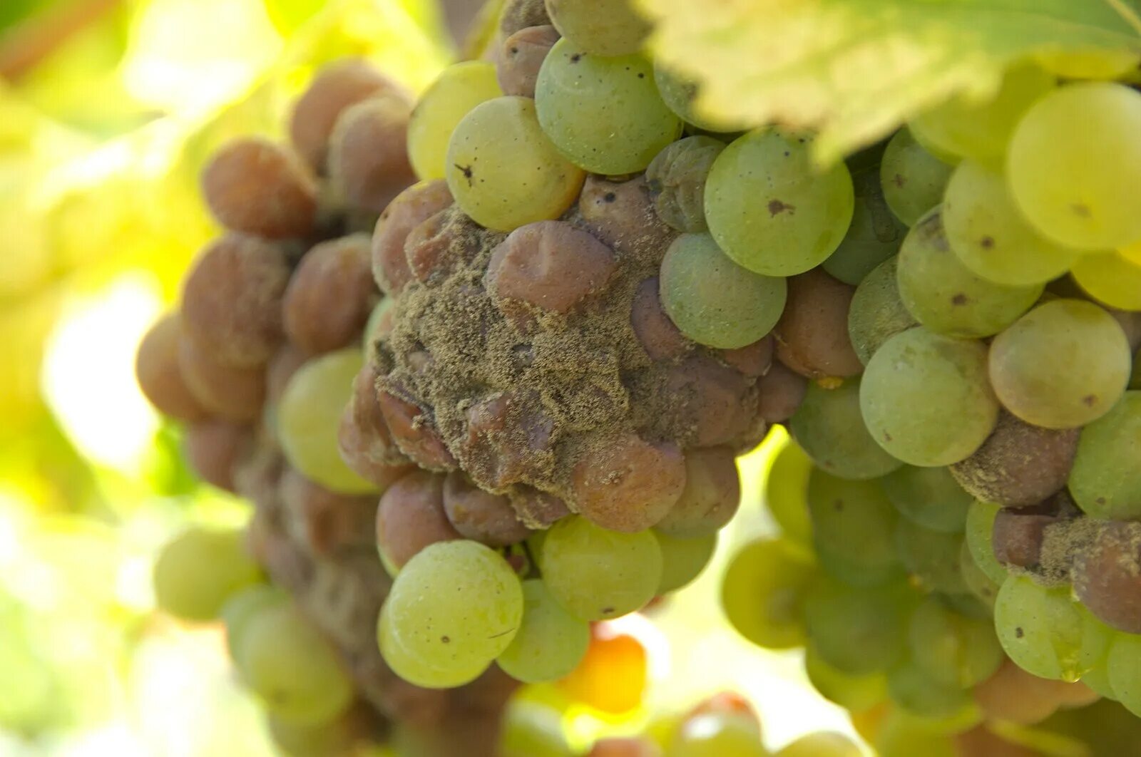 Трипсы на винограде. Серая гниль – botrytis cinerea. Белая гниль винограда. Фото гнили на винограде. Ботритис гриб паразит.