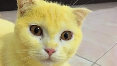 Светло желтая кошка