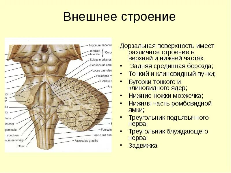 Средние ножки мозжечка. Бугорок клиновидного ядра продолговатого мозга. Клиновидный бугорок продолговатого мозга. Тонкий и клиновидный бугорки продолговатого мозга. Тонкий и клиновидный пучки продолговатого мозга.