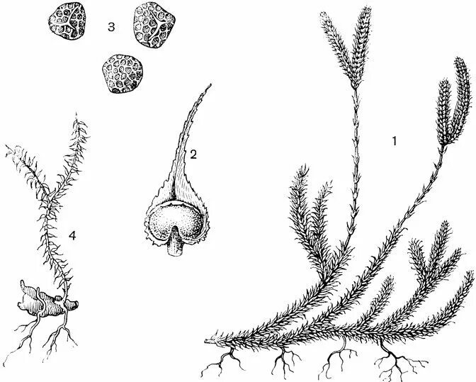 Плауна булавовидного строение спор. Плаун булавовидный строение. Споры плауна строение. Спорофилл плауна. Споры плауна булавовидного