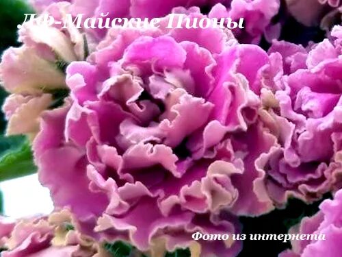 Фиалка пион фото - ViktoriaFoto.ru