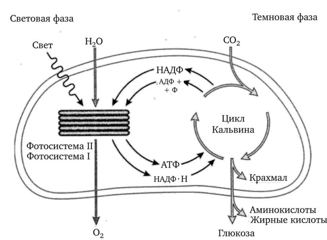 Световая фаза фотосинтеза схема. Темновая фаза фотосинтеза схема. Световая фаза фотосинтеза картинка. Процесс фотосинтеза в хлоропластах схема.