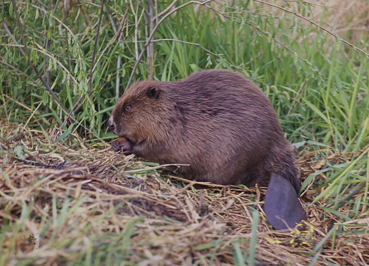 Канадский Бобр (Castor canadensis). Бобр Речной обыкновенный. Западносибирский Речной Бобр. Бобр (Castor Fiber Linnaeus, 1758).