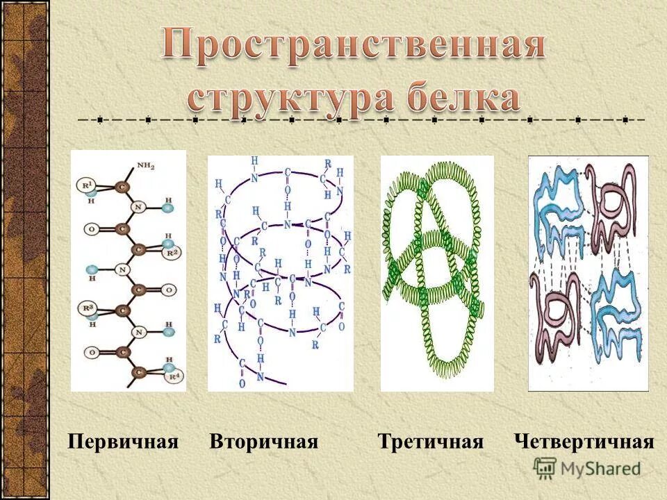 Структура рисунки. Первичная структура белков вторичная структура белков. Структура белков первичная вторичная третичная четвертичная. Первичная и вторичная структура белка. Строение вторичной структуры белка.