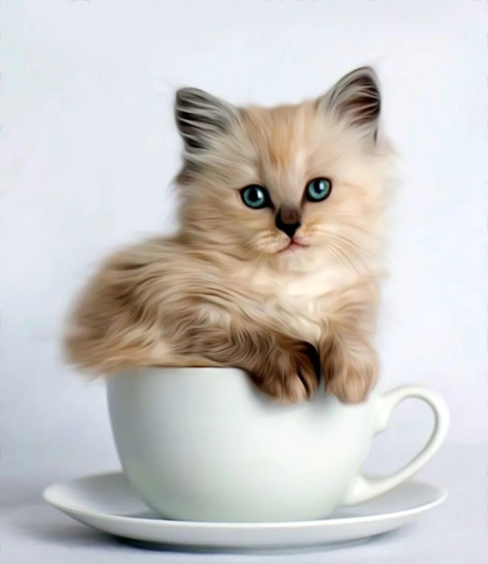 Котята в добрые пушистые. Красивые котята. Котенок в чашечке. Красивые котики. Котики в кружках.