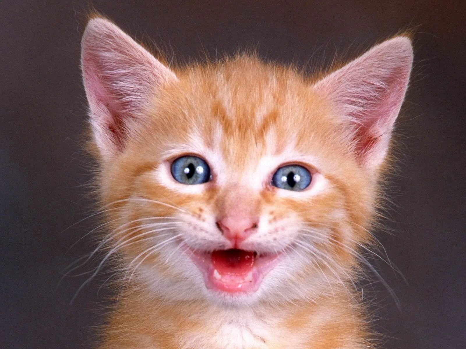 Киски показывают язык. Веселый кот. Кот улыбается. Радостный кот. Рыжий котик.