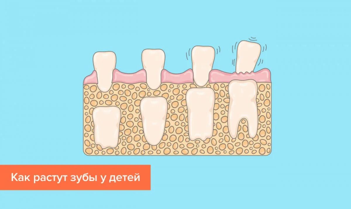 Молочные и постоянные зубы. Как растут зубы.