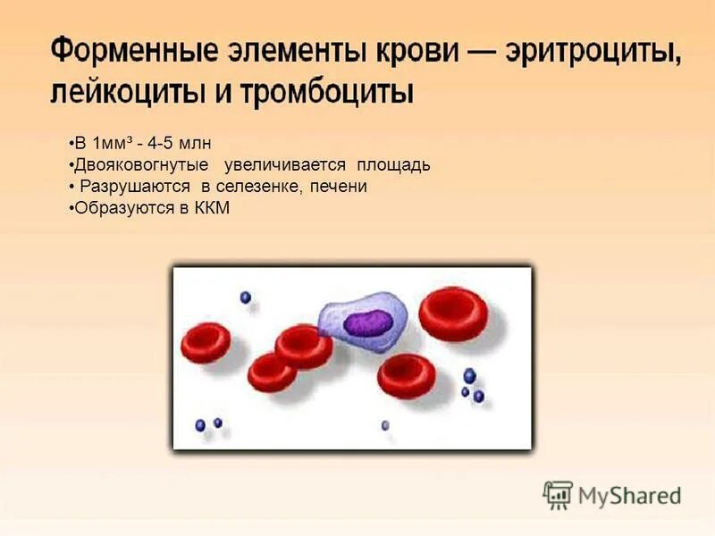 Селезенка лейкоциты. Лейкоциты определяют группу крови. Форменные элементы крови эритроциты лейкоциты тромбоциты. Определяют группу крови эритроциты или лейкоциты. Двояковогнутая форма эритроцитов.