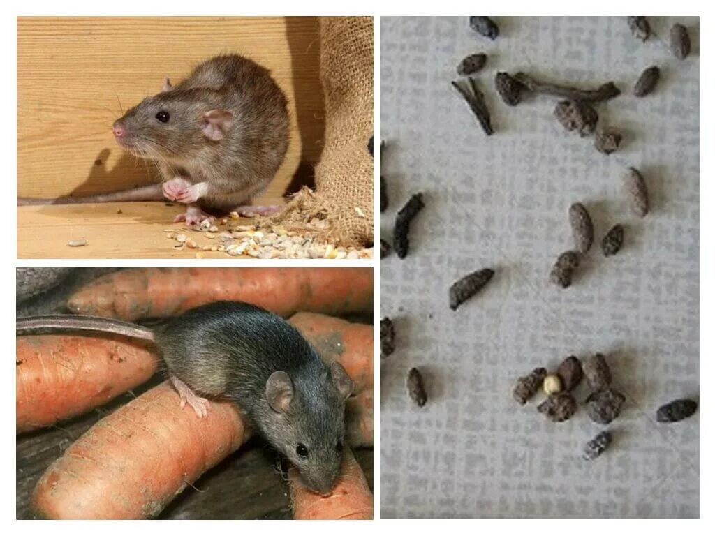 Почему появляются мыши. Крысы вредители. Мыши в доме. Грызуны вредители. Мышь квартирная.
