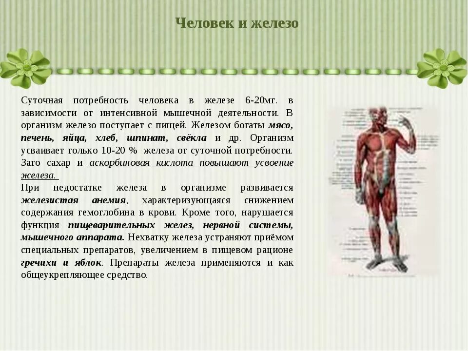 Для чего нужны железы в организме. Железы организма человека. Железо в организме человека. Железо роль в организме. Железо в человеке.