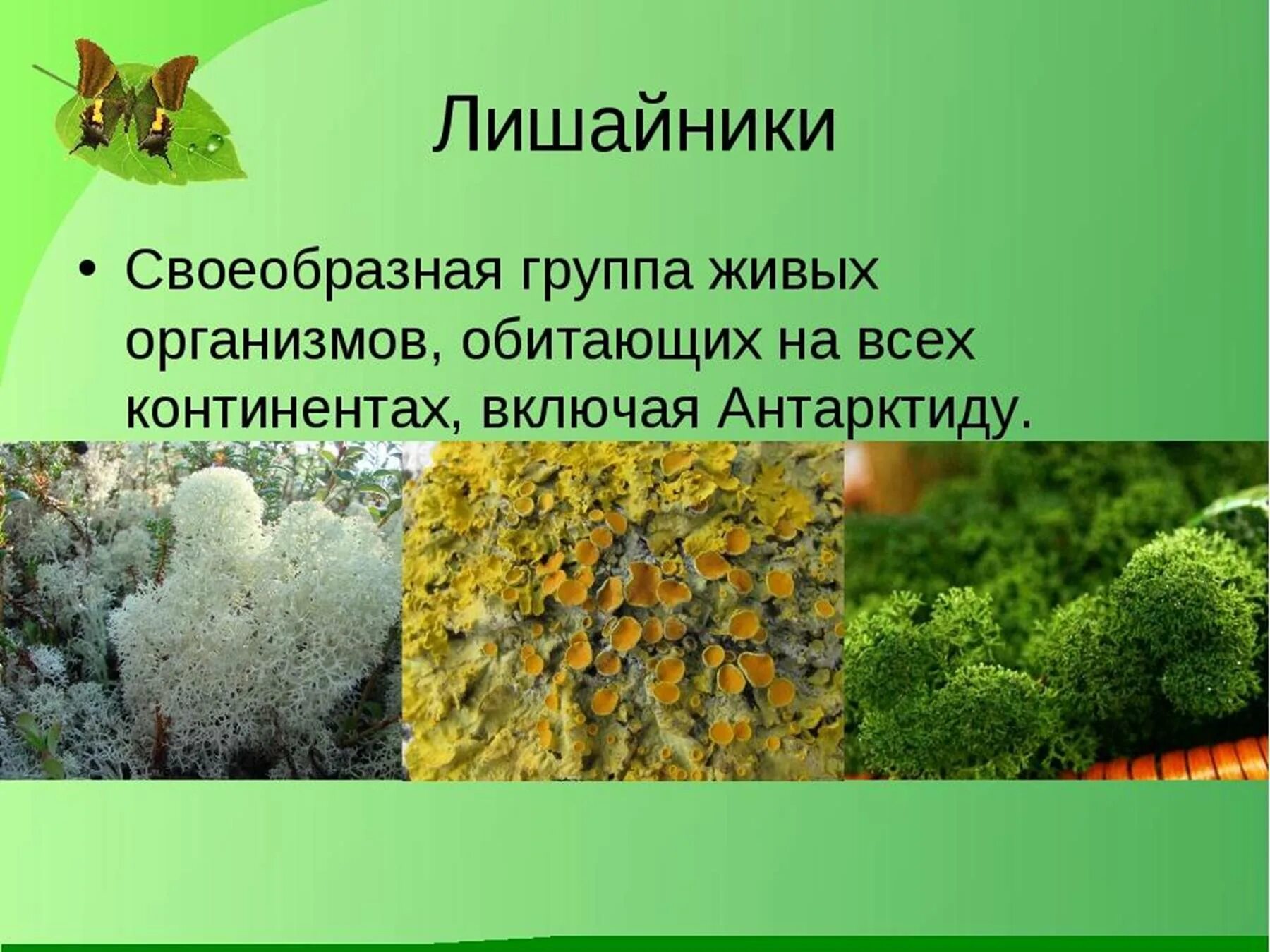 Лишайники 5 класс биология. Лишайники доклад 5 класс по биологии. Лишайники 5 класс биология презентация. Тема лишайники 5 класс биология. Лишайники три организма