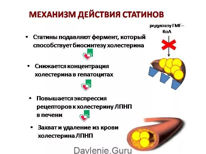 При каком холестерине надо начинать пить статины. Механизм действия статинов. холестерин механизм действия. статины фарм эффекты. статины механизм действия.