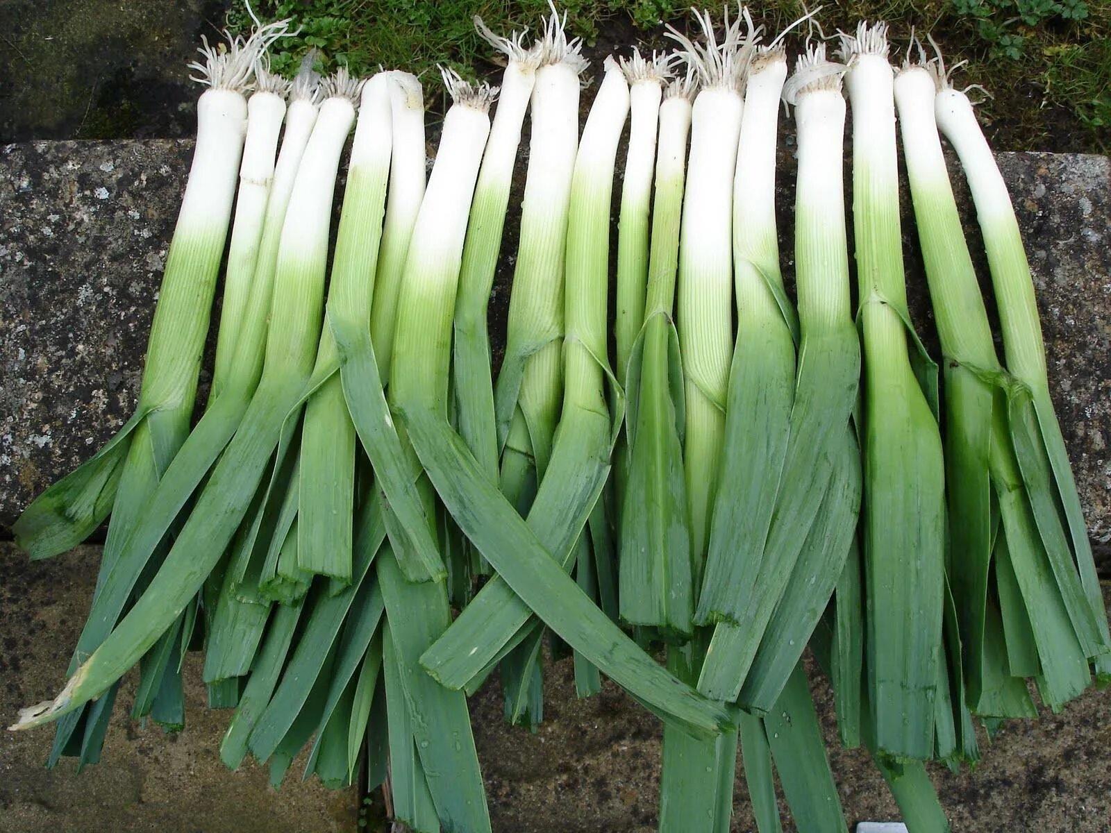 5 Incredible Health Benefits Of Leeks - YouTube