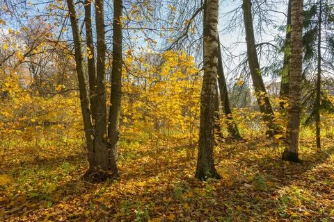 Песня вот и осень пришла опустели леса
