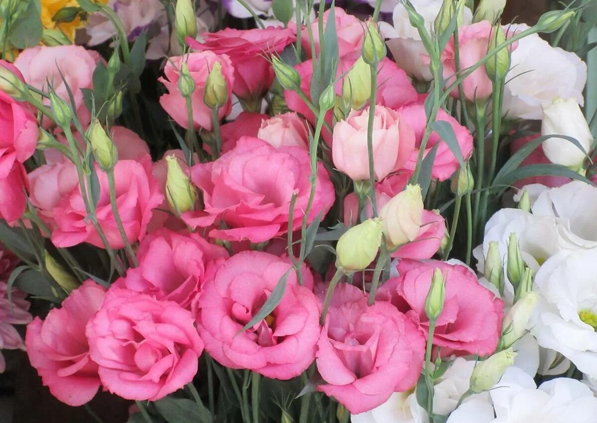 Лизиантус рассела цветы. Ирландская роза эустома. Эустома. Цветок эустома многолетняя. Цветок эустома многолетняя.