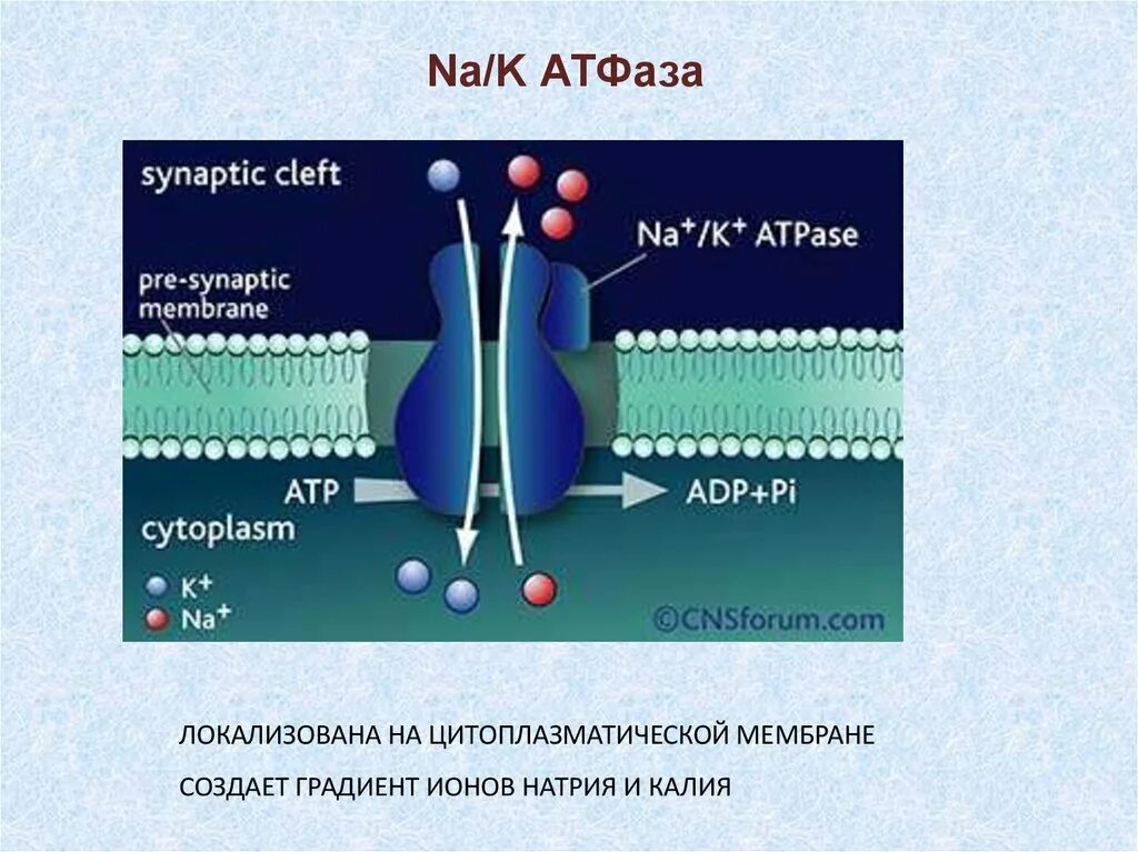 Натрий атф. Натрий калиевая АТФАЗА И насос. Строение натрий калиевой АТФАЗЫ. Натрий калиевая АТФАЗА физиология.