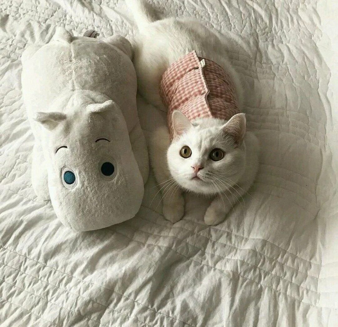 Милые котята с одеждой. Милые котики. котята из пинтереста. котики пинтерест. милые котята из пинтереста.