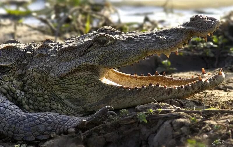 Нильский крокодил относится к пресмыкающимся. Болотный крокодил Магер. Индийский крокодил Магер. Болотный крокодил Индии. Сиа́мский крокоди́л[1] (лат. Crocodylus Siamensis).