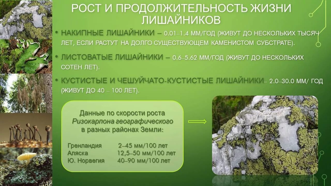 Специалисты по лишайникам давно ведут дискуссию