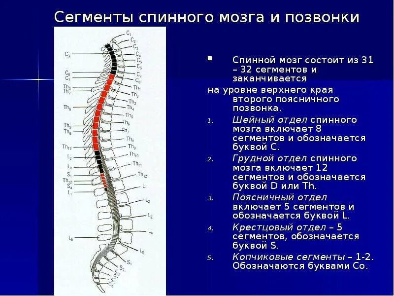 В шейном отделе спинного мозга сегментов. Сегменты l1-l2 спинного мозга. Сегменты s1 s2 спинного мозга. S2-s4 сегментов спинного мозга. Спинной мозг шейный отдел анатомия.