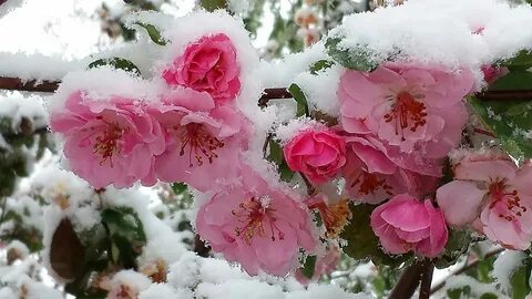 Падал первый снег и розы отцвели