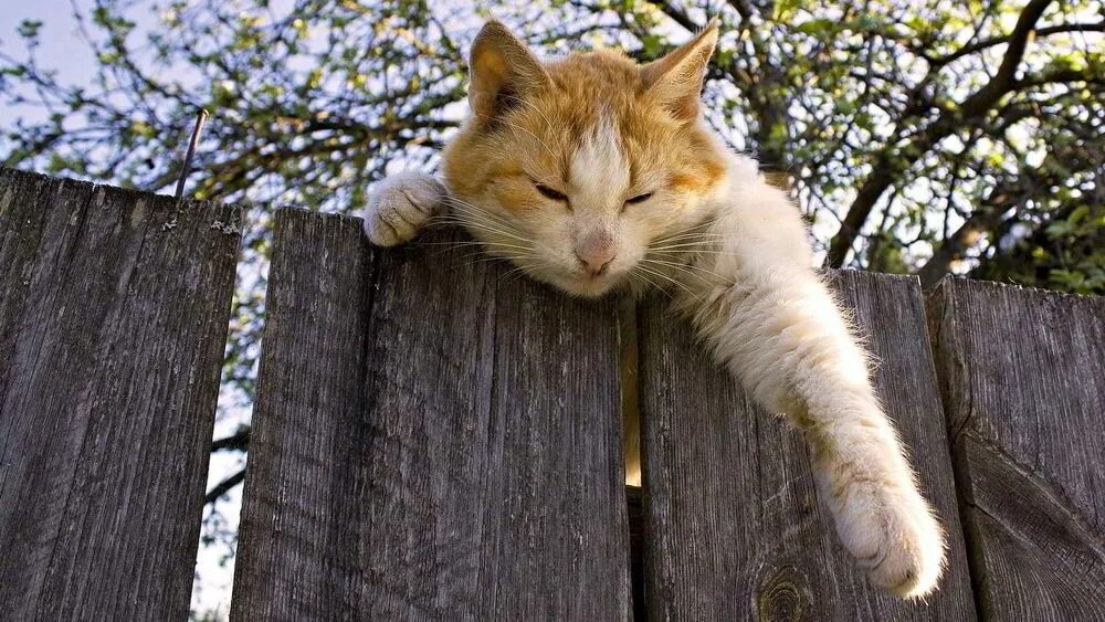 1,060 Red Cat Sitting Fence Stock Photos - Free & Royalty-Free Stock Photos from