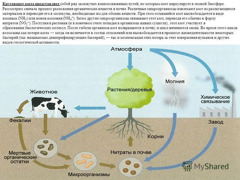 Установите последовательность круговорота азота в атмосфере