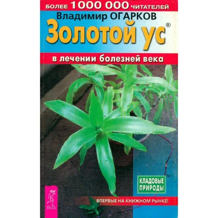 Золотой ус лекарство. Лечение золотым усом. Сабельник с золотым усом мазь. Проект комнатные растения золотой ус. Золотой ус лекарство.
