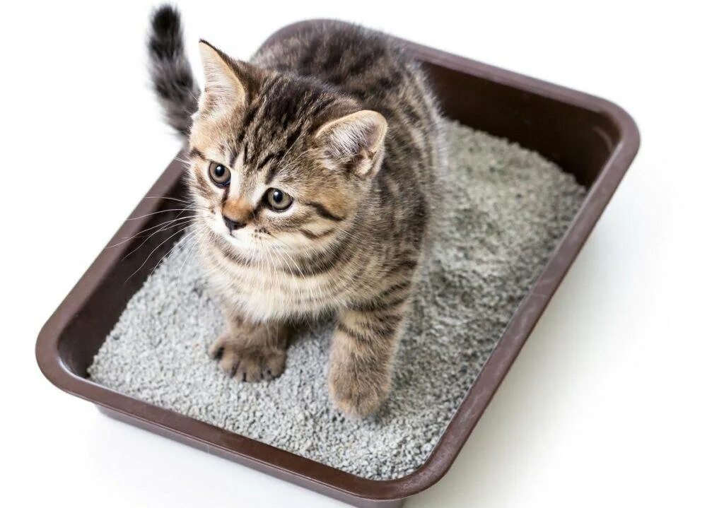 Как приучить котенка. Empty its Litter Tray.