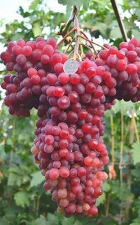 Кишмиш велес виноград описание сорта фото отзывы