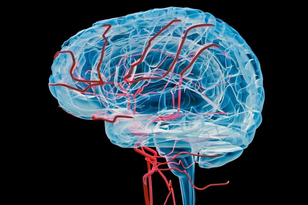 Вены головного мозга. Кровеносная система головного мозга человека. Ангиоэнцефалопатия головного мозга что это такое. Головной мозг с сосудами (артерии и вены). Аневризма сосудов головного мозга.