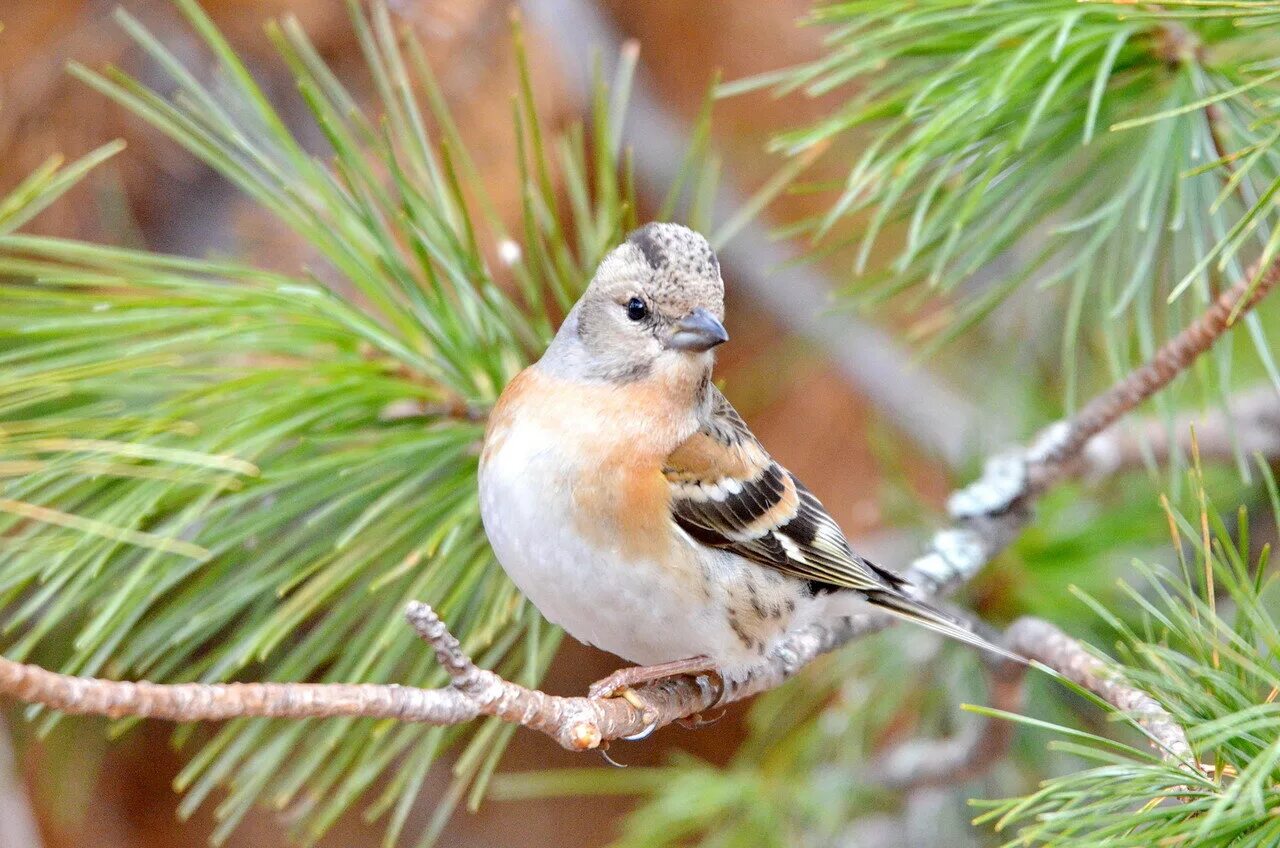 мила щегол. птица семейства вьюрковых имеет сильный дождь. птица из вьюрковых 7 букв на а. птица из вьюрковых 7 букв на а. птица из вьюрковых 7 букв на а.