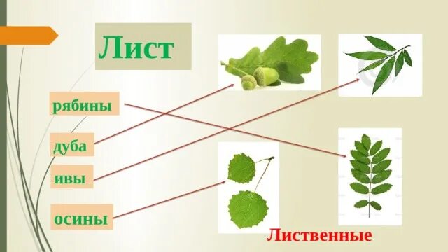 Слоги утюг лист осина. Рябины дуба ивы осины. листы рябины дуба осины. осина и рябина. лист осина клен дуб ива рябина.