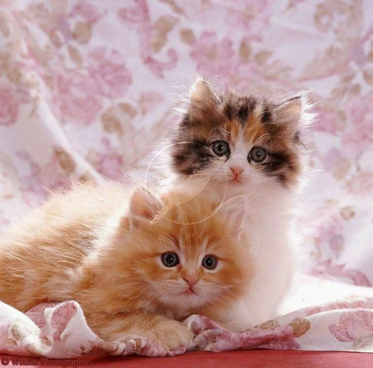 Какие нибудь кошечки