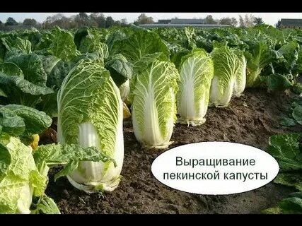 Пекинская капуста можно выращивать в теплице