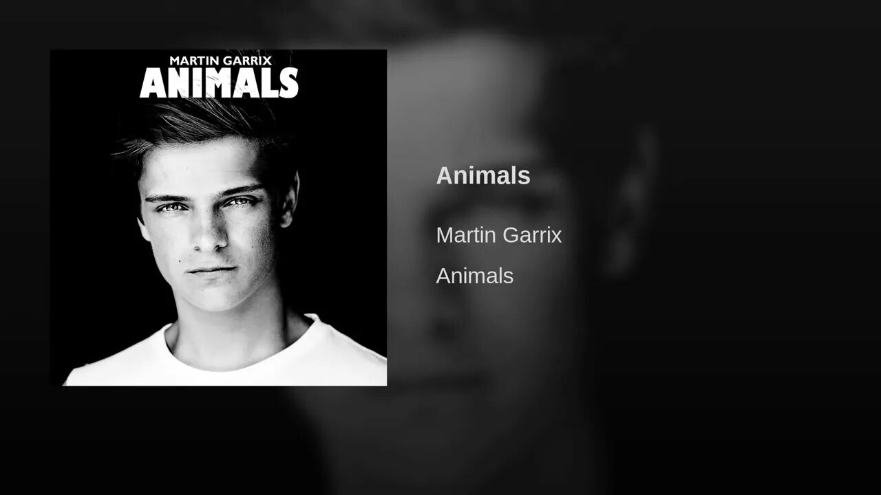 Martin Garrix animals 2013.