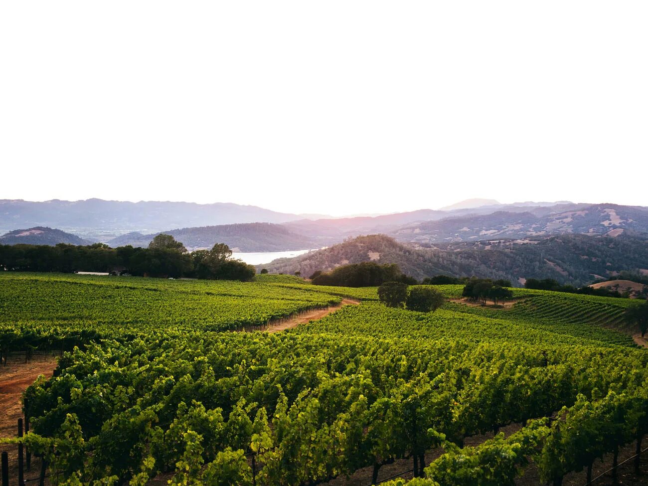 Долина напа. Винная долина напа. Напа (napa), штат калифорния. Винная долина напа. Напа вэлли калифорния.