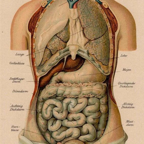 Фото анатомии человека женщин внутренних органов. Анатомия брюшной полости человека. Анатомия человека внутренние органы брюшной полости. Из чего состоит брюшная полость человека. Анатомия человека брюшная полость мужчин.