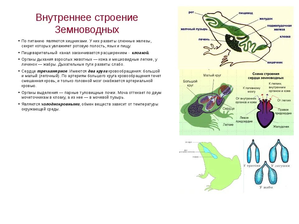 Особенности организма земноводных. Строение дыхательной системы лягушки. Земноводные внешнее строение лягушки. Земноводные строение биология. Земноводные внутреннее строение.