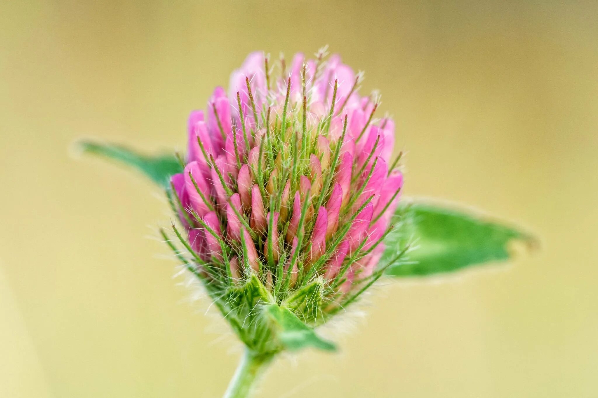 Клевер сайт ростов. Красный Клевер Trifolium pratense. Клевер Луговой (Trifolium pratense). Соцветие клевера Лугового. 9. Клевер Луговой (Trifolium pratense).