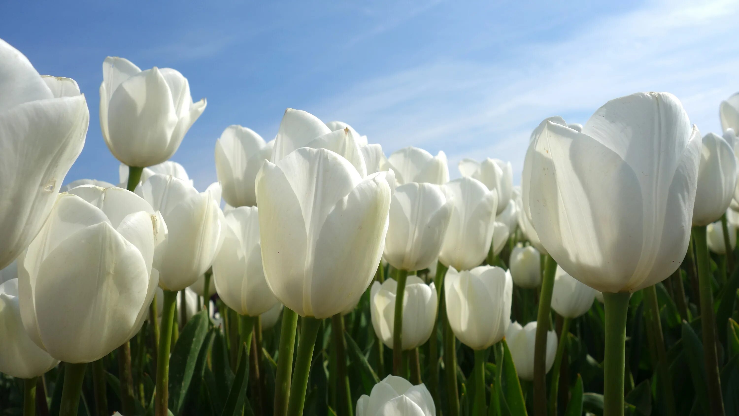 White tulip
